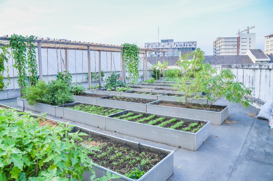 Agriculture urbaine à Paris : comment en profiter ?