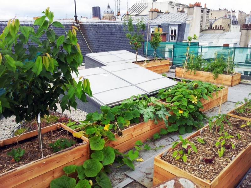 Cultiver ses tomates sur un potager surélevé à Paris