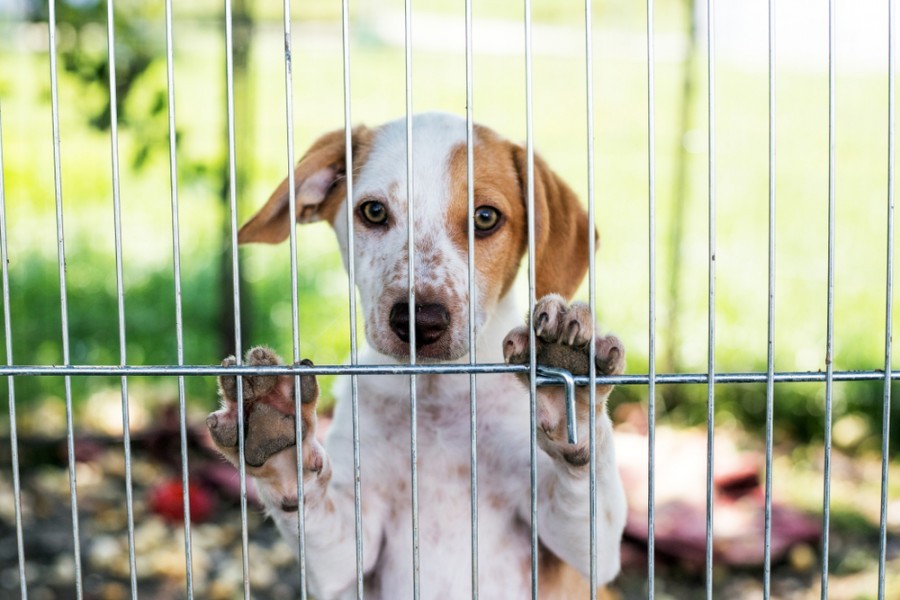 En quoi consiste l’adoption d’animaux ?