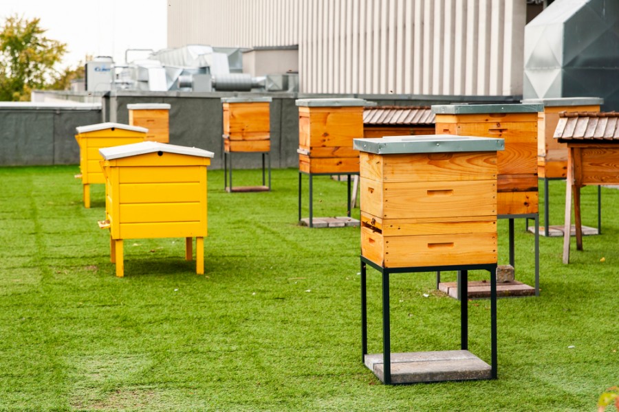 Installer une ruche dans Paris : est-ce possible ?