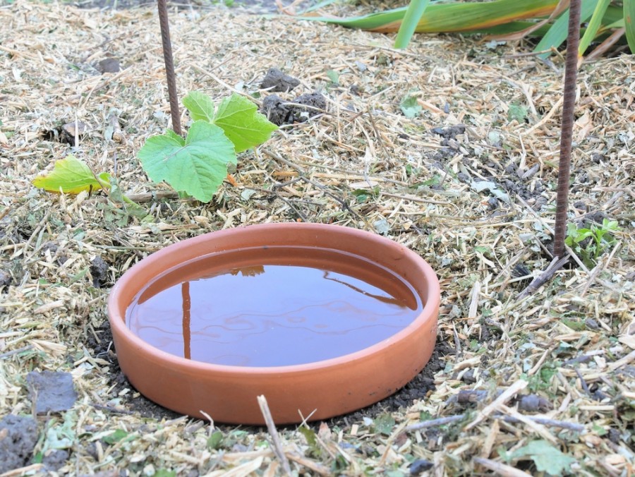 Optimiser l'arrosage de votre jardin parisien avec les oyas maison